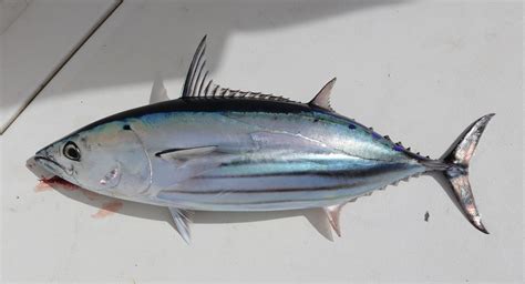 skipjack fish